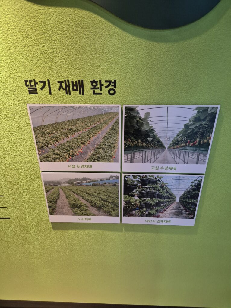 딸기 재배 환경 사진