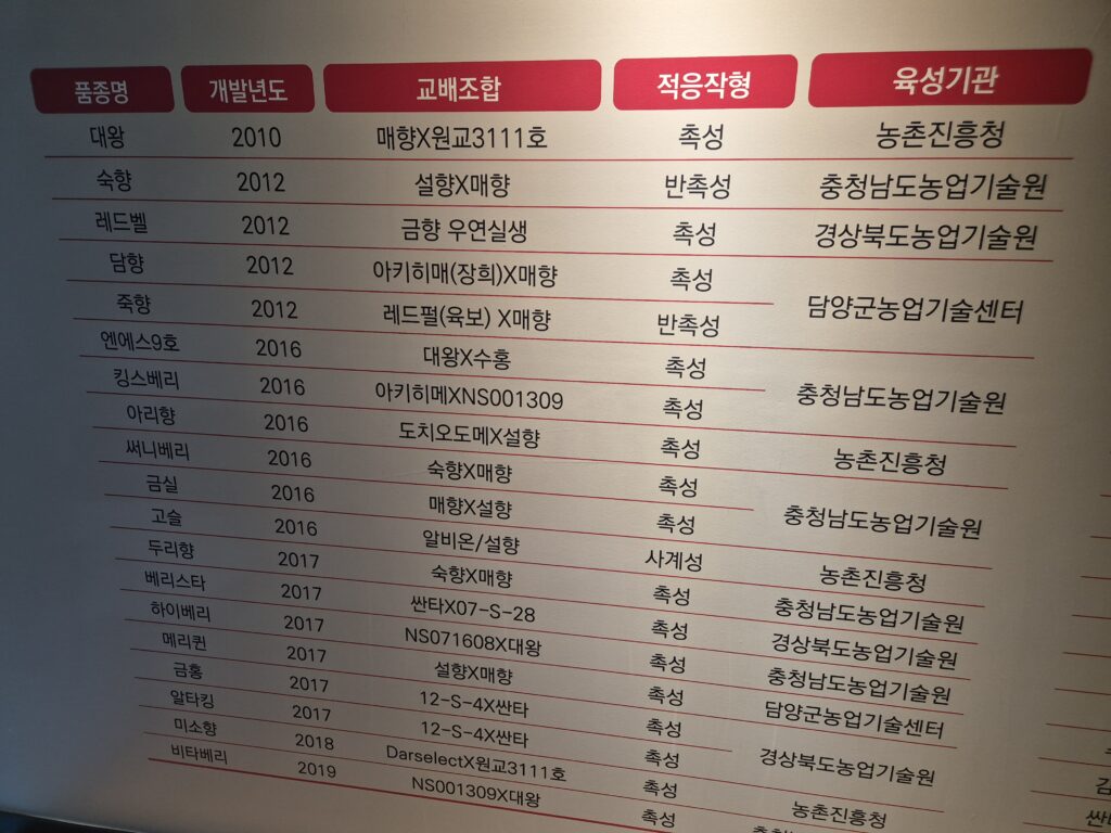 우리나라 딸기 재배 품종 1