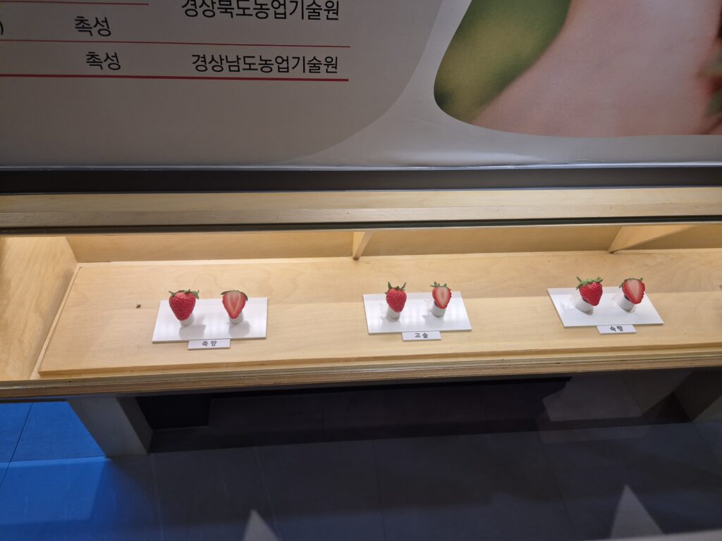 대표적인 딸기 품종 단면도 죽향, 고솔, 숙향
