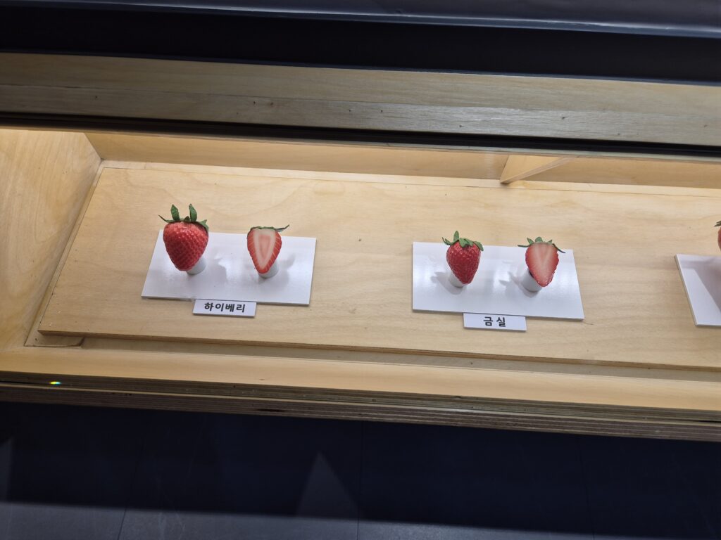 대표적인 딸기 품종 단면도 하이베리, 금실