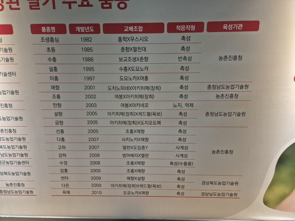 우리나라 딸기 재배 품종 2
