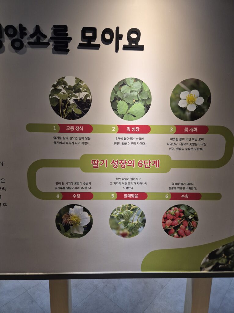 딸기의 성장 순서
