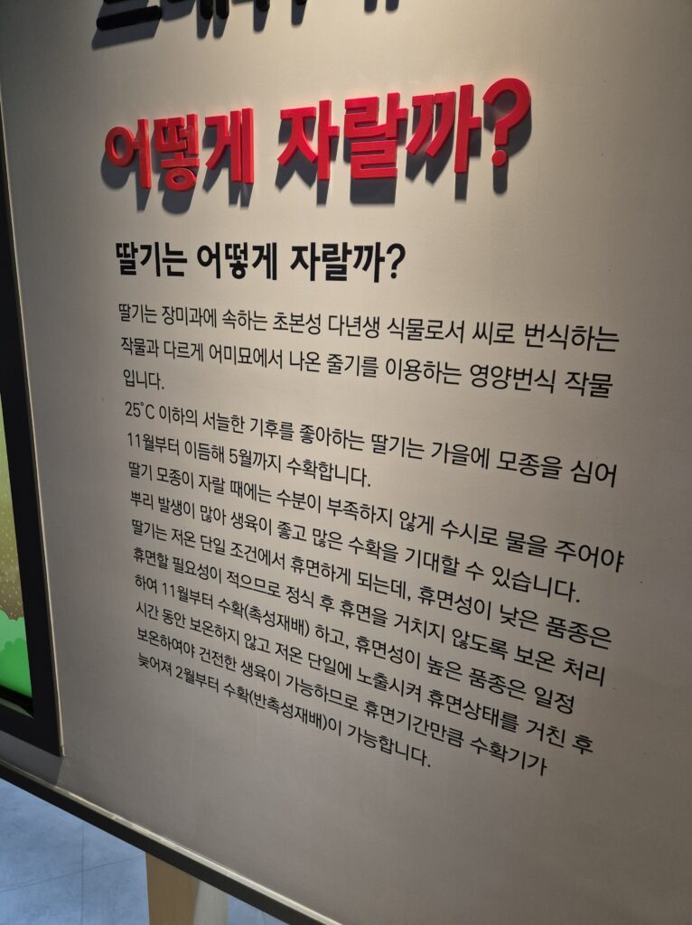 딸기는 어떻게 자랄까?