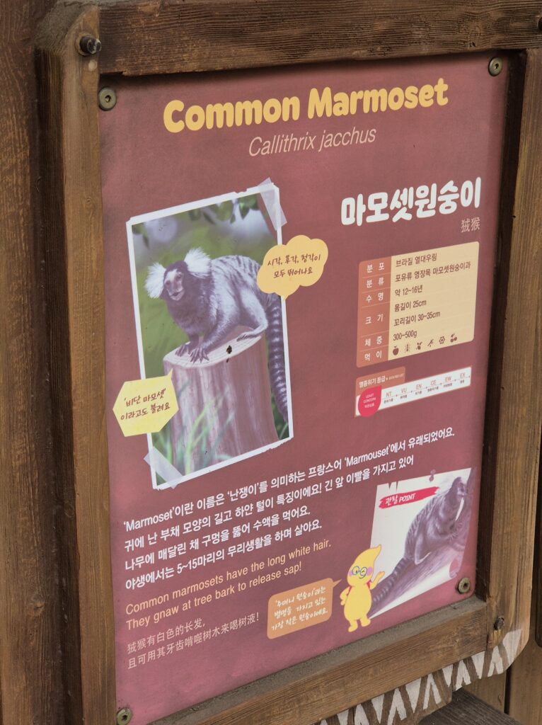 에버랜드 마모셋원숭이 설명