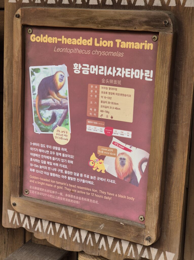 에버랜드 황금머리사자타마린 설명