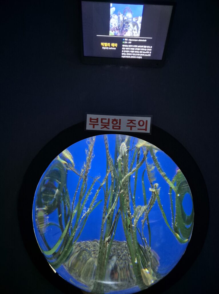 여수 해양수산과학관 빅벨리 해마