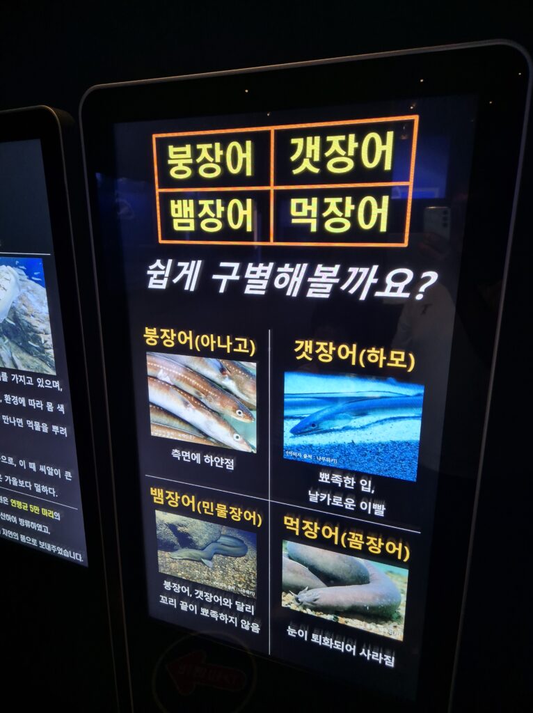 여수 해양수산과학관 장어 구분방법