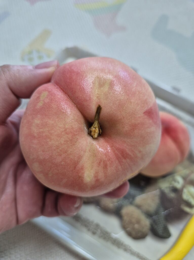 맛있게 까먹어보자 마도카 복숭아