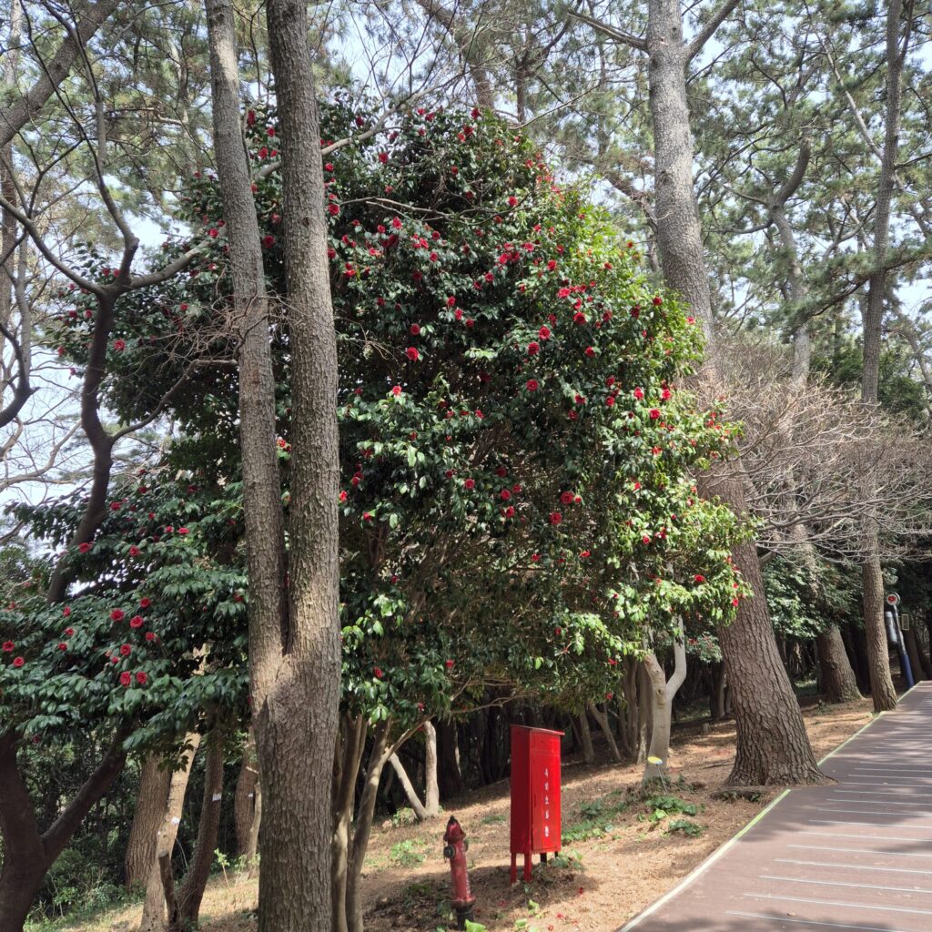 오동도 동백꽃