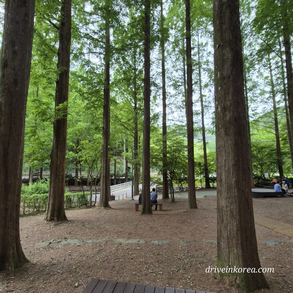 다들 삼삼오오 모여서 나들이 오신 장태산 손님들