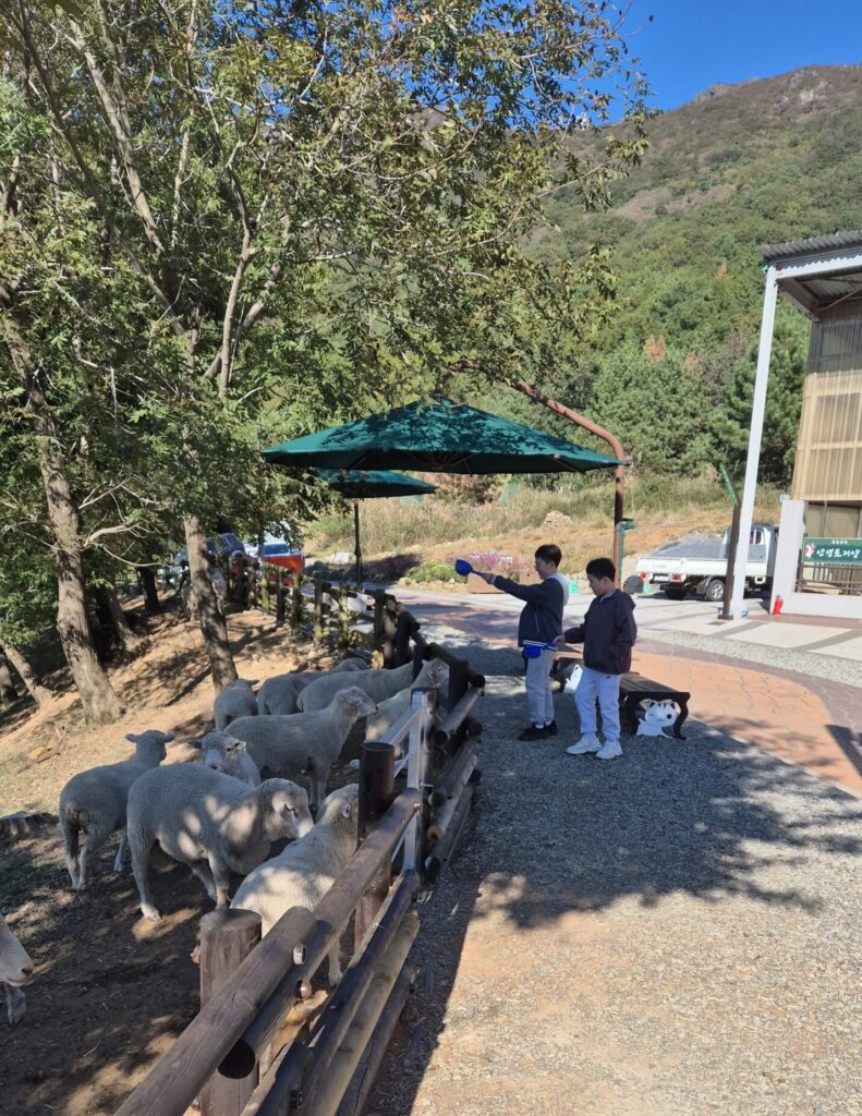 거제 숲소리 공원 양 모이주기 체험하는 쪼꼬미들