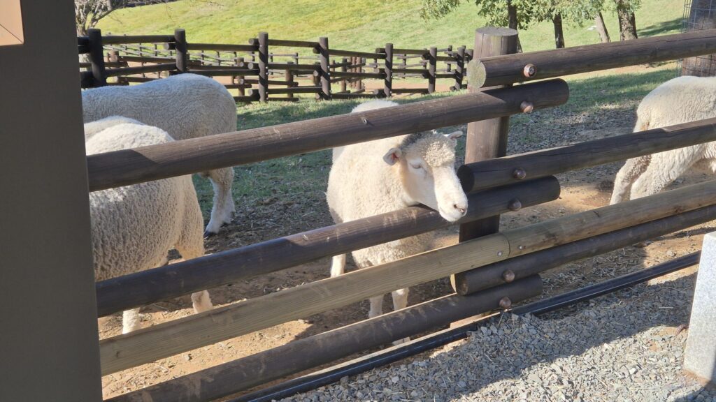 거제 숲소리 공원 양 모이주기