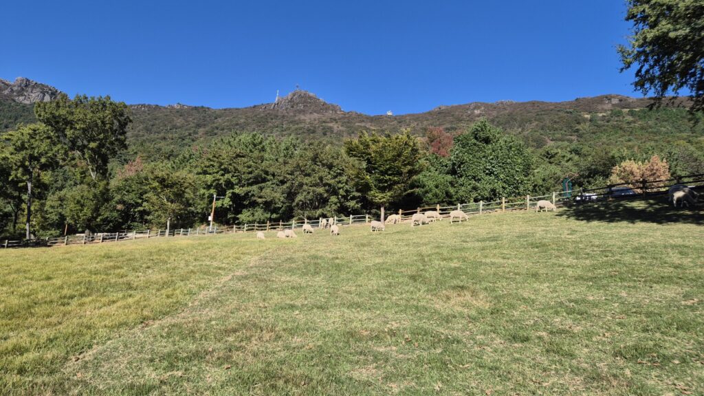 구름한점 없는 거제 숲소리 공원의 양떼들