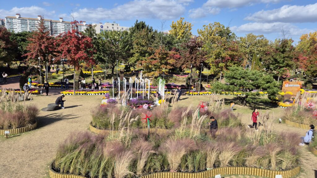 국화만 있는게 아니다, 핑크뮬리도 가득!