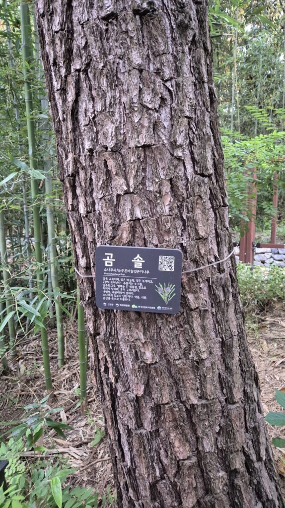 도안동 유아숲체원 나무 설명 곰솔