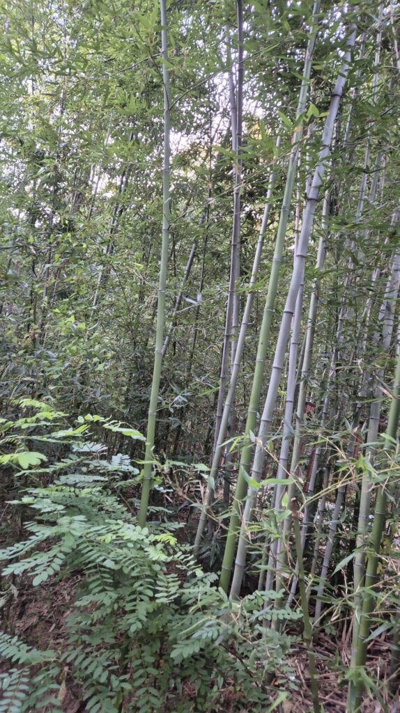 도안동 산책길 유아숲체원 울창한 대나무숲