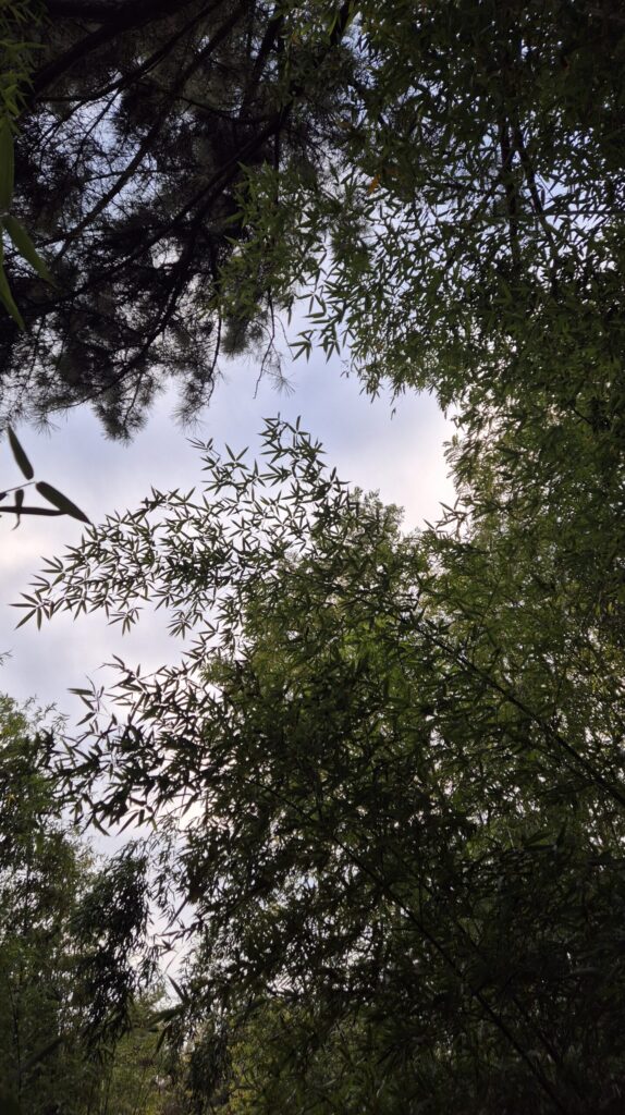 도안동 산책 하기 좋은 곳