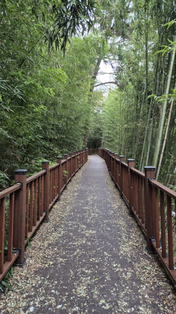 정말 그림같은 도안유아숲체원 대나무길