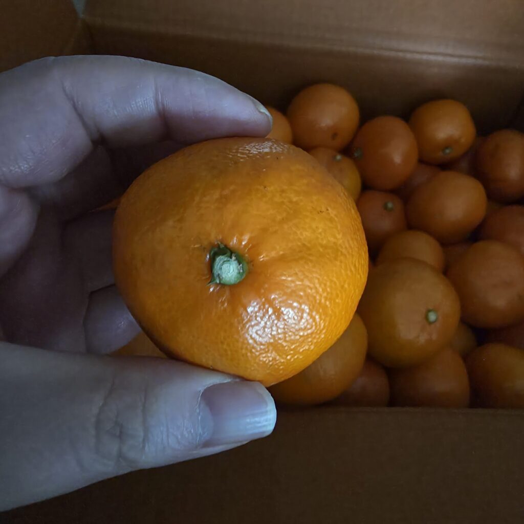 홍귤은 확실 쨍한 오렌지 빛이 남