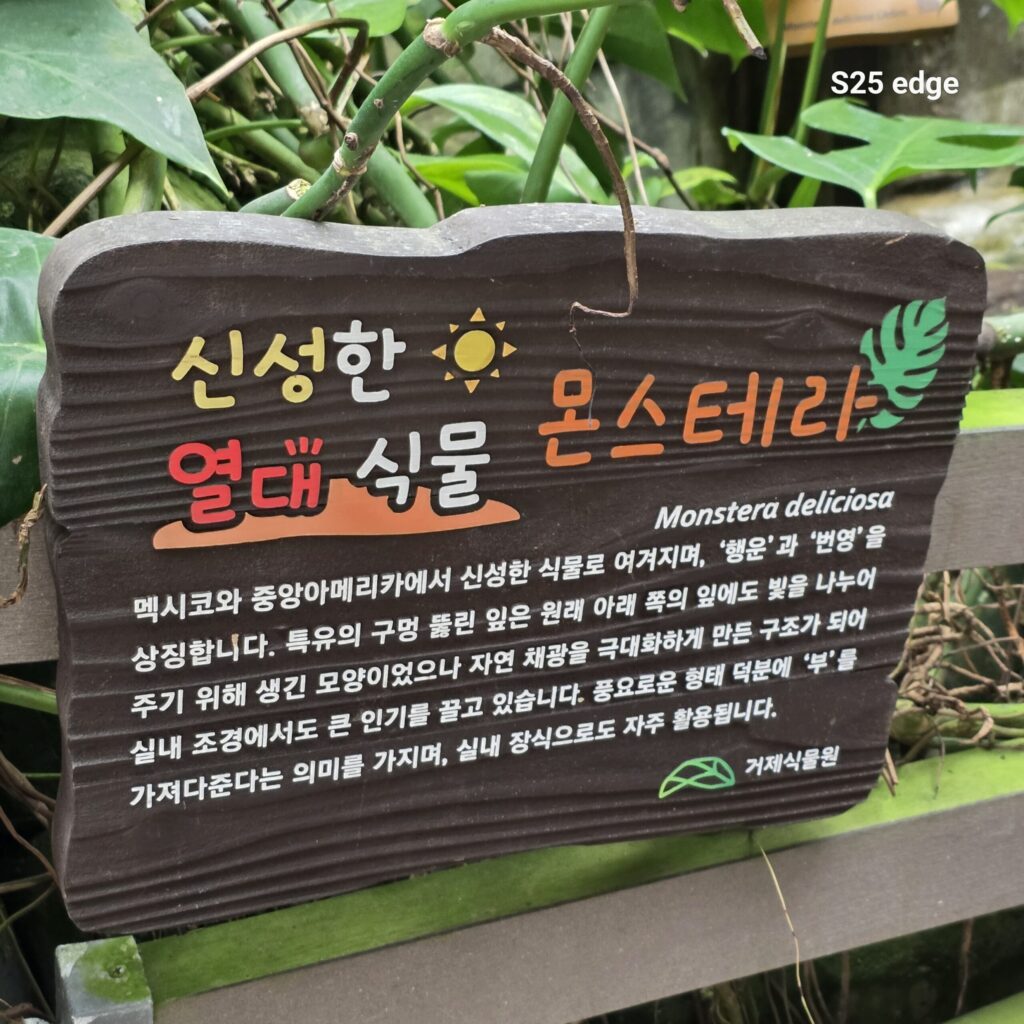 몬스테라 의미