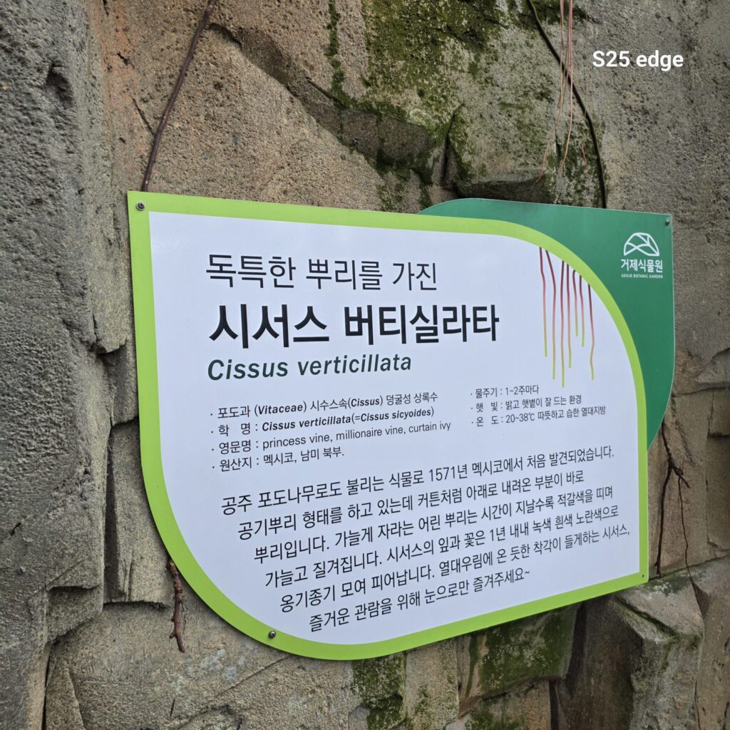 시서스버티실라타 식물 설명