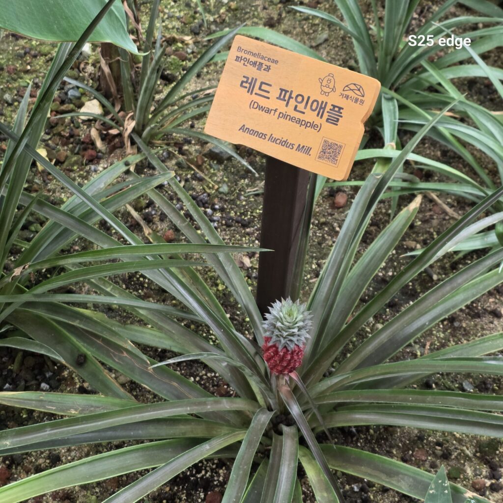 레드 파인애플