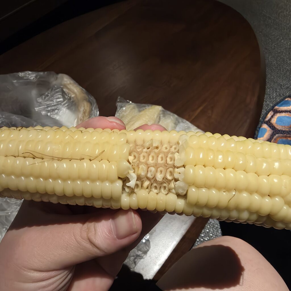 비발디파크 옥수수 맛집