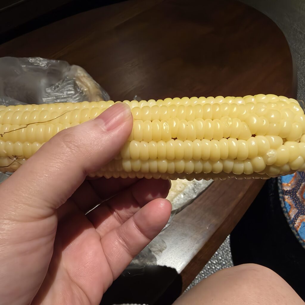 갈때 올때 2번이나 사먹은 비발디파크 가느길 옥수수 맛집