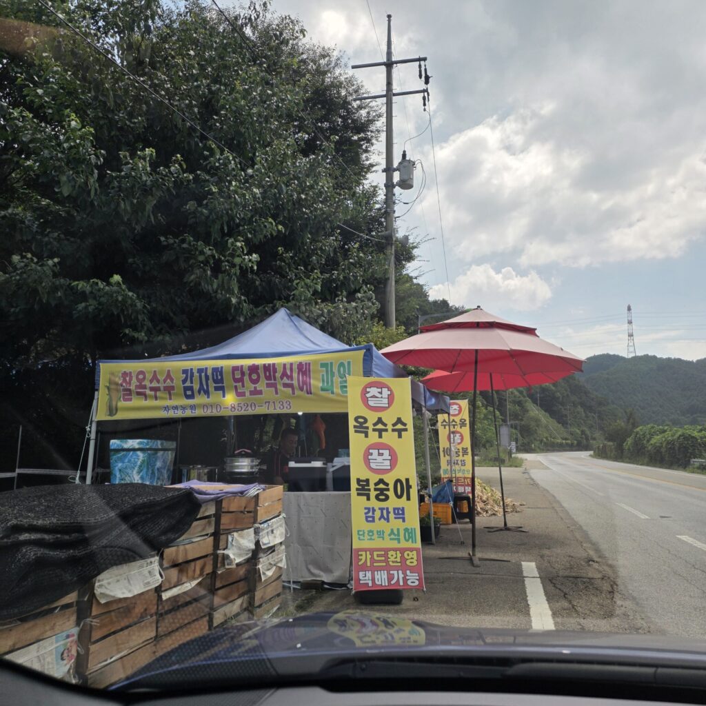 비발디파크 옥수수