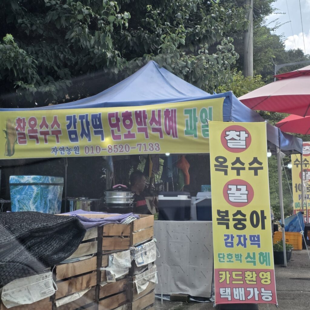 비발디파크 옥수수 맛집